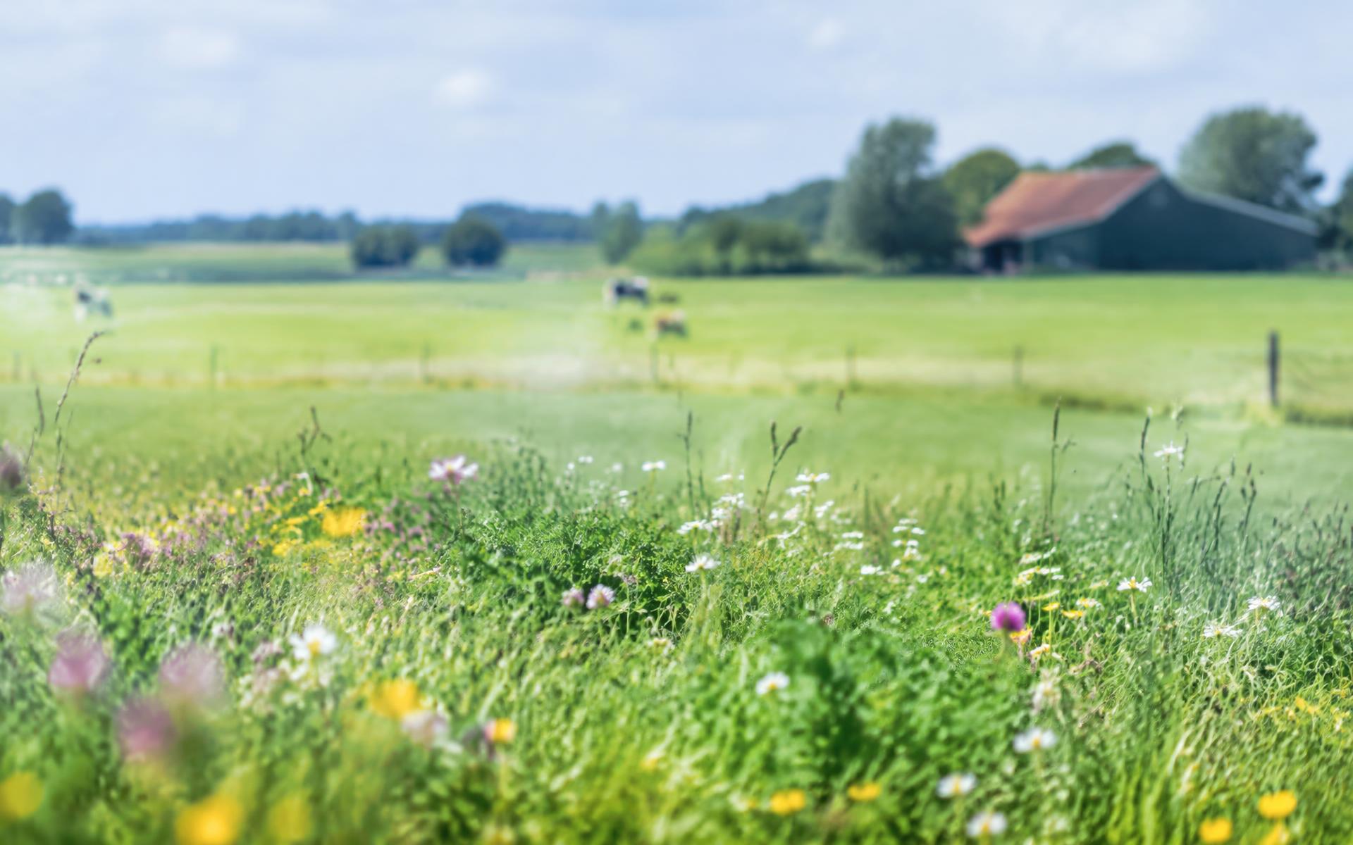Bloemen in een Nederlandse weide